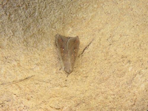 Mythimna unipuncta
